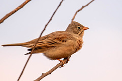 Emberiza buchanani
