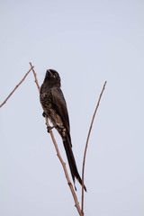 Dicrurus macrocercus