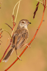 Prinia inornata