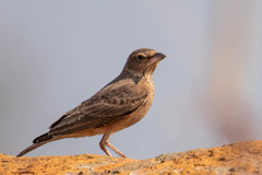 Ammomanes phoenicura