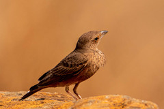 Ammomanes phoenicura