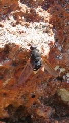 Satyramoeba hetrusca