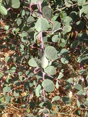 Capparis zoharyi