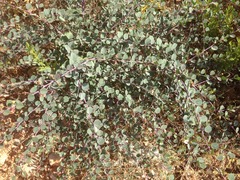 Capparis zoharyi