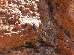 Satyramoeba hetrusca