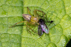 Oxyopes