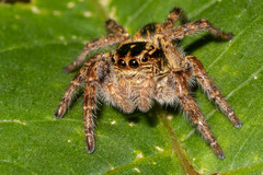 Araneae