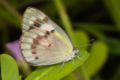 Colotis amata