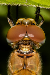 Anisoptera