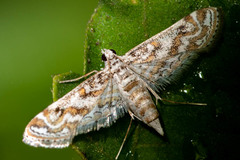 Lepidoptera