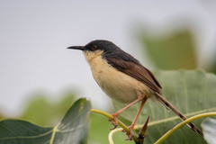 Prinia socialis