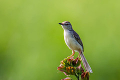 Prinia inornata