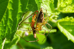Oxyopes