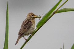 Ploceus philippinus