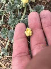 Apodanthera undulata