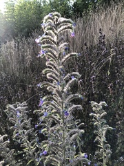 Echium vulgare