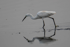 Egretta garzetta
