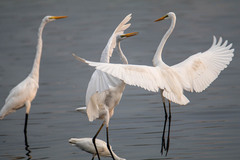 Ardea alba