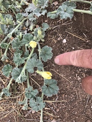 Apodanthera undulata