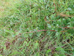 Salix repens