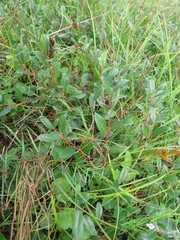 Salix repens
