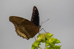 Hypolimnas bolina