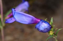 Penstemon heterophyllus purdyi