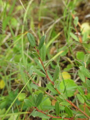 Salix repens
