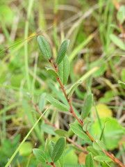 Salix repens