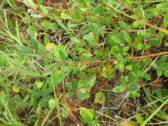 Salix repens
