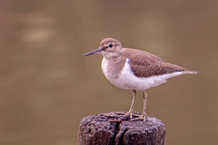 Actitis hypoleucos