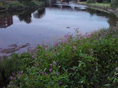 Impatiens glandulifera