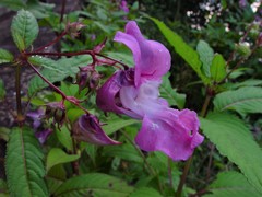 Impatiens glandulifera