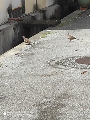 Streptopelia chinensis