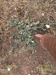 Apodanthera undulata