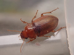Amara fulva