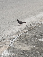 Columba livia domestica