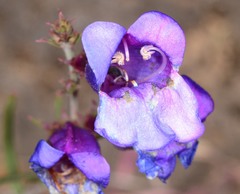 Penstemon heterophyllus purdyi