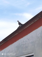 Columba livia domestica