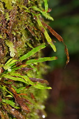 Notogrammitis billardierei