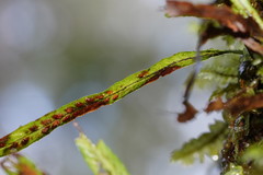 Notogrammitis billardierei