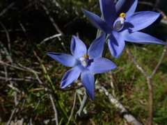 Thelymitra × truncata