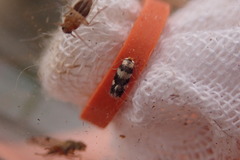 Ectoedemia louisella