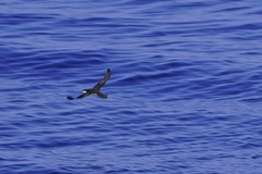 Puffinus lherminieri