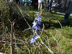 Thelymitra × truncata
