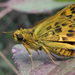 Japanese Dart - Photo (c) onidiras-iNaturalist, some rights reserved (CC BY-NC)