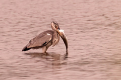 Ardea cinerea