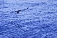 Puffinus lherminieri