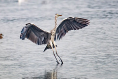 Ardea cinerea