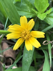 Sphagneticola trilobata